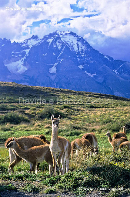 Guanachi 21-21-03